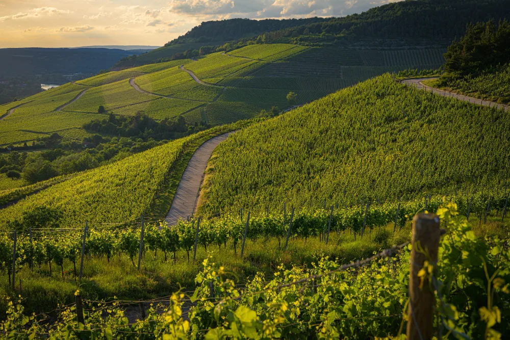 Vignoble alsacien parcouru avec un chauffeur privé Drive me Driver